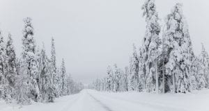 snow covered road lined with pine trees